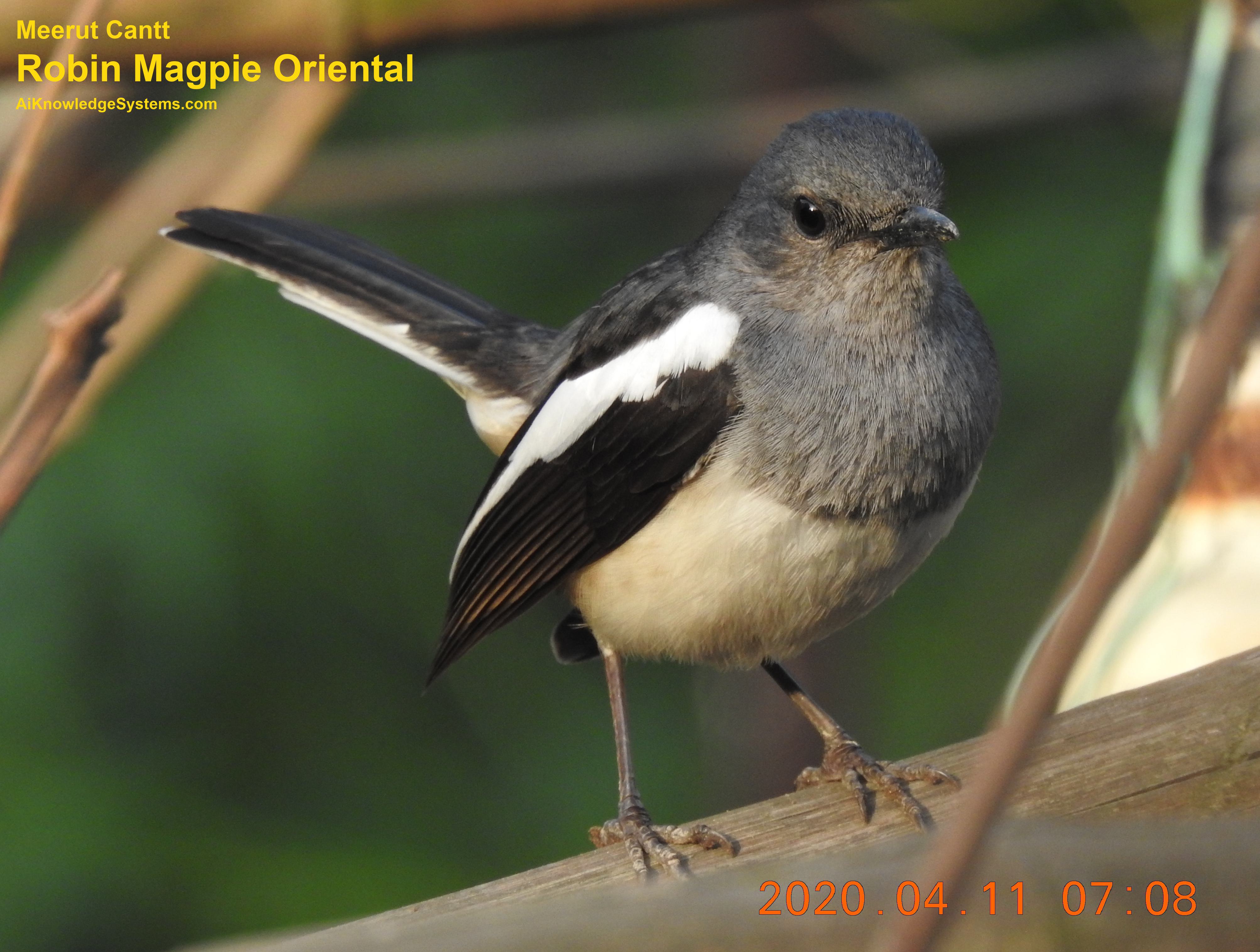 Magpie Robin (138) Coming Soon